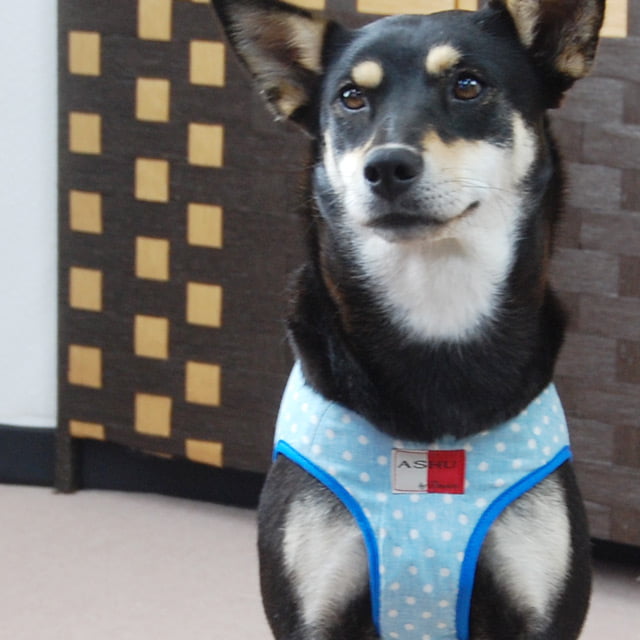 ASHUϡͥ  LL(淿)ڥ꡼ɤ