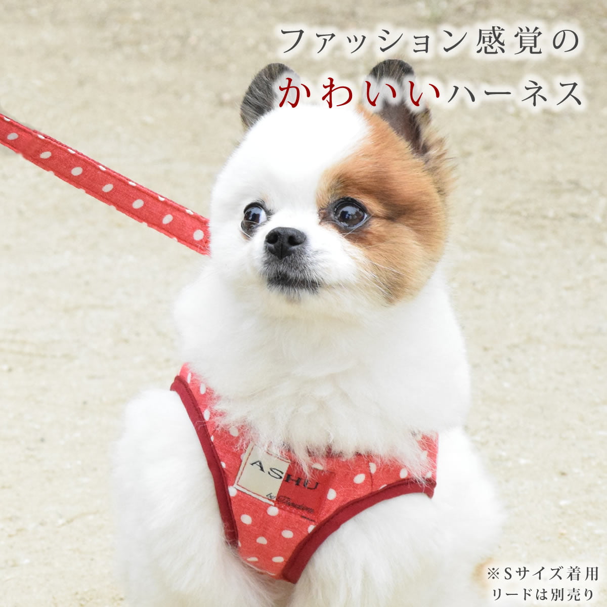 ASHUϡͥ  LL(淿)ڥ꡼ɤ