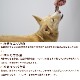 �ڸ��Ѥ���ġۥǥ����֥� �磻��ɥߡ��� �������㡼����