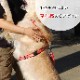 �緿���ѥϡ��ͥ���ASHU��STEP�����ƥåס��ϡ��ͥ����̥�����