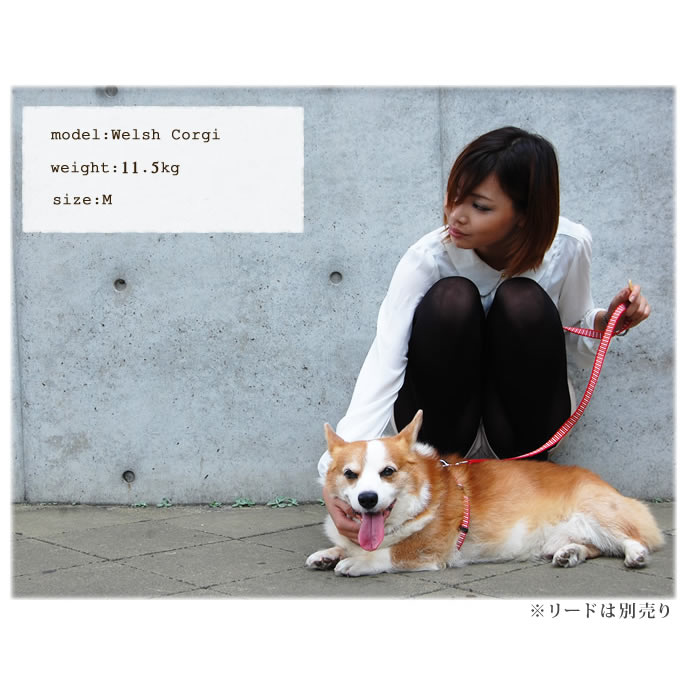 トムブラウン 犬用リード K107135152 - 犬用品オンライン