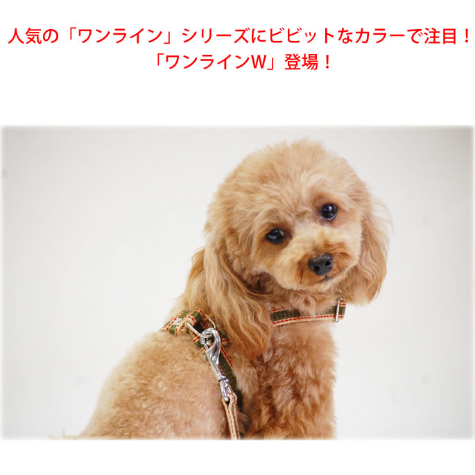 ワンコ様1 DOG1/Anoctamin 1 (D1M9Q) Rabbit mAb | Cell Signaling Technology