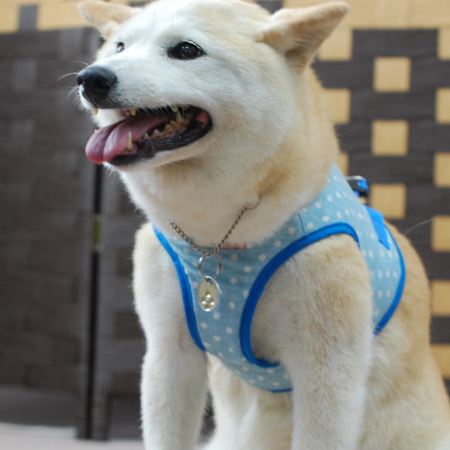 ASHU�������ϡ��ͥ���̡��꡼�ɥ��å� L������(�淿����)