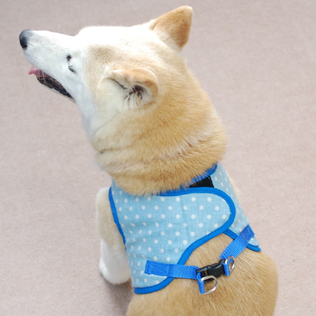 ASHU�������ϡ��ͥ���̡��꡼�ɥ��å� L������(�淿����)