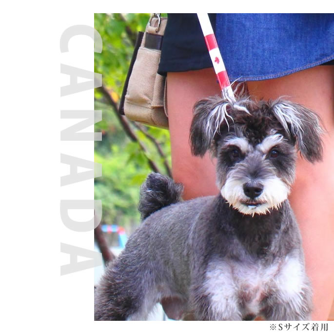 �������ѥ꡼�ɡ�ASHU�����ɡ��꡼�ɡ��ӥ��������淿���ޤ�