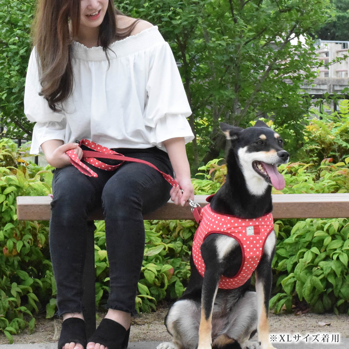 ASHUϡ̡ͥ꡼ɥå LL(淿)