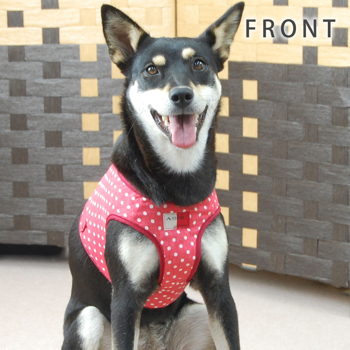 ASHUϡ̡ͥ꡼ɥå LL(淿)