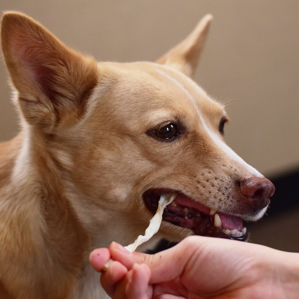 �ڥ����ॻ����5%OFF�۸��Ѥ���ġð�����Ĺ�������ॻ�å� ̵ź�� �� ���� ���ߤ��� ���ȥ쥹 Ϸ�� �Ҹ� ������ �����2025ts_g02��