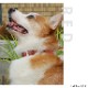 �緿���Ѽ��ء�ASHU���ǥ˥�쥶���롼�ס����顼����������L