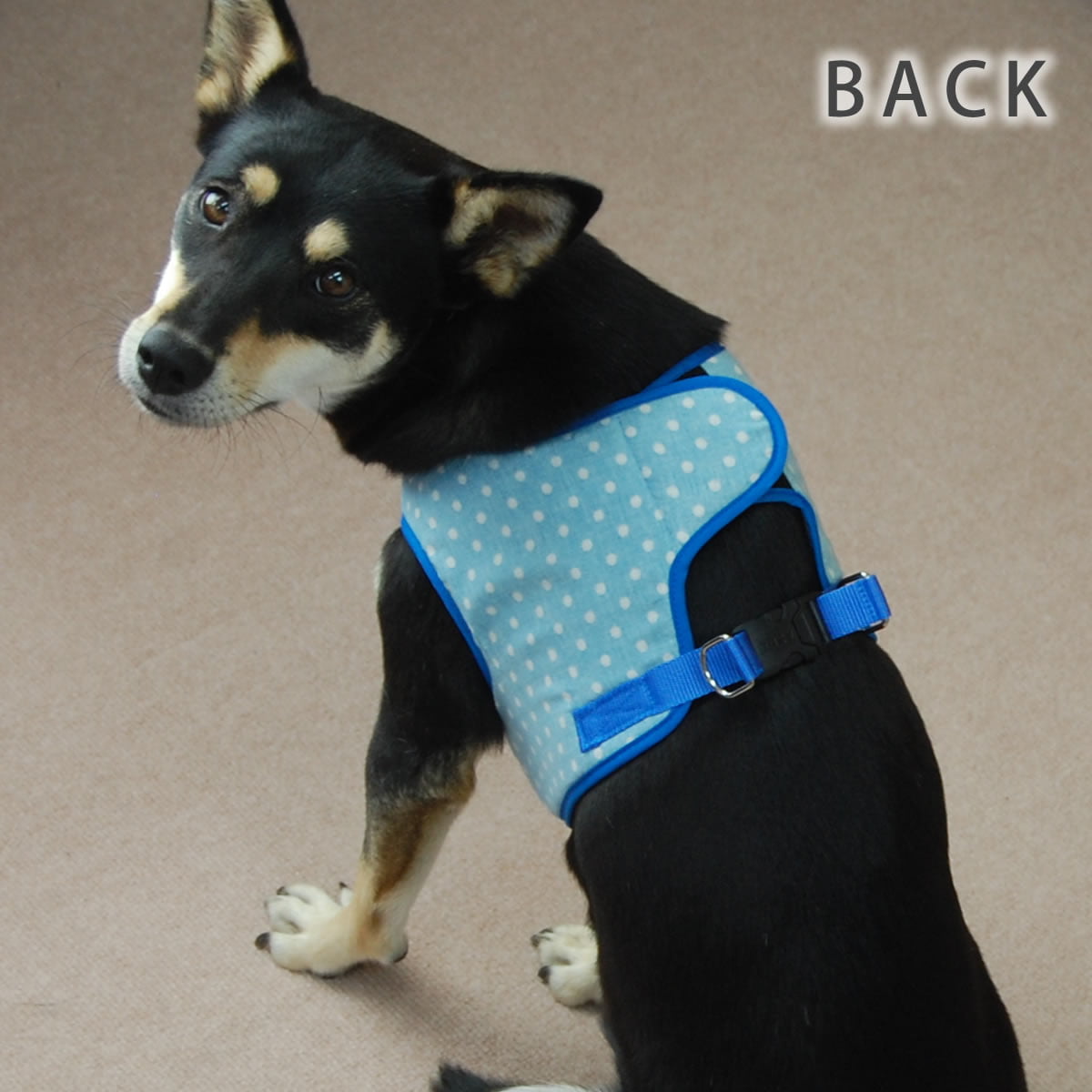 ASHUϡ̡ͥ꡼ɥå XL(淿)