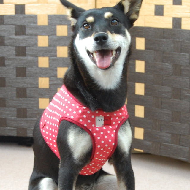 ASHUϡ̡ͥ꡼ɥå XL(淿)