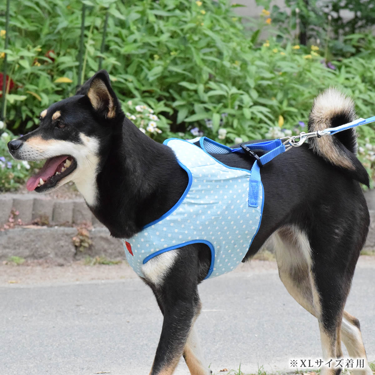 ASHUϡͥѥ꡼ S()ڥϡͥ