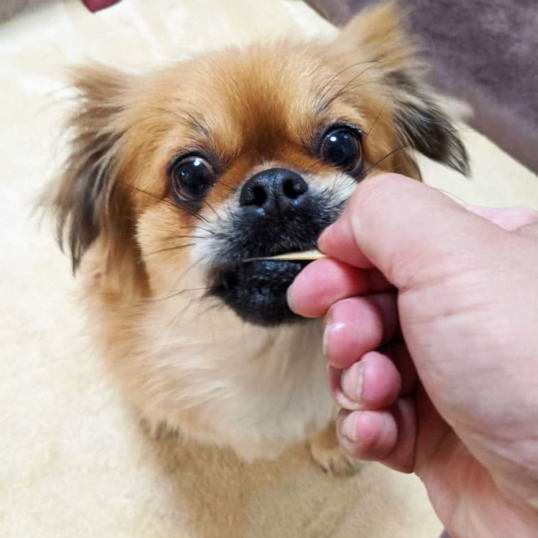 犬用おやつ ご褒美 しつけ用 パリッとチーズ ドッグフードの通販 帝塚山ハウンドカム