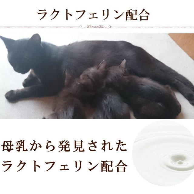 ����ǭ�Υ��ץ���ȡä����饯�饯�����ޥ������꡼��Pro���饯�ȥե����