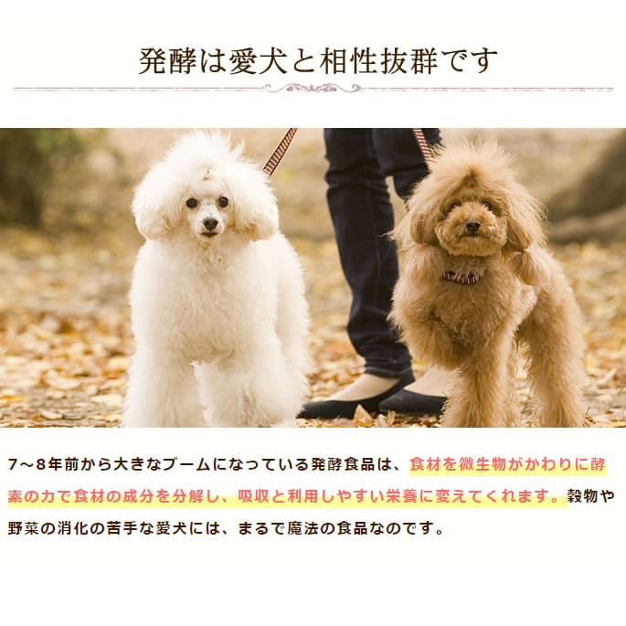 ��ǭ�ѡ��ò���ͥ������ȯ�ڣ������å�(ȯ����ڹ��ǥѥ�����������ݴż򡡸���)