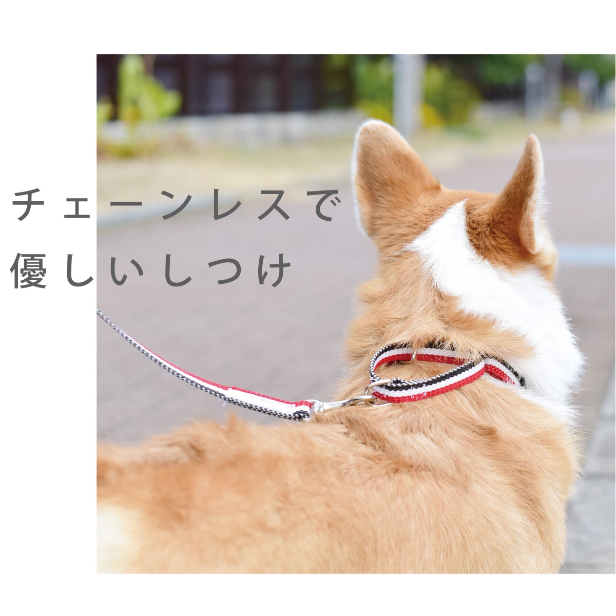ASHU 犬用 トリコロール チェーンレス ハーフチョーク Sサイズ
