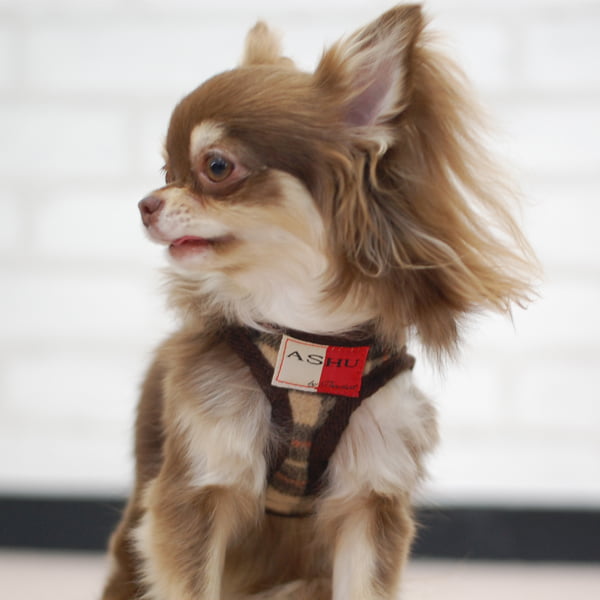 ASHUϡͥ å SS()ڥ꡼ɤ̵ۢʤ꼡轪λ