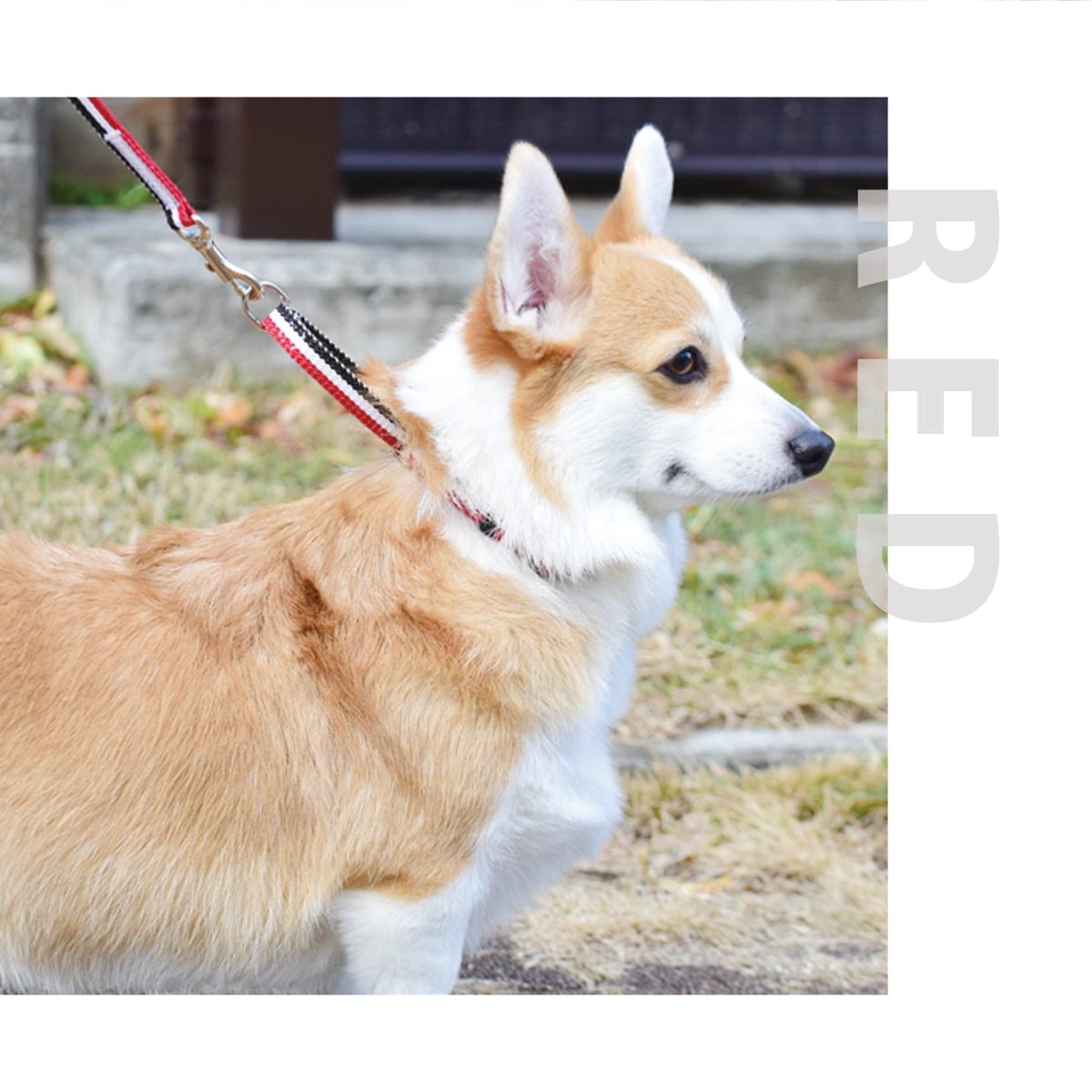 ASHU ���� �ȥꥳ������ ��������쥹 �ϡ��ե��硼�� M���������淿����