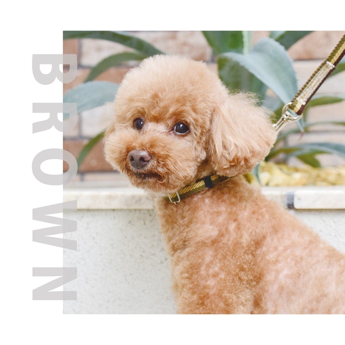 ASHU ���� �ȥꥳ������ ��������쥹 �ϡ��ե��硼�� M���������淿����