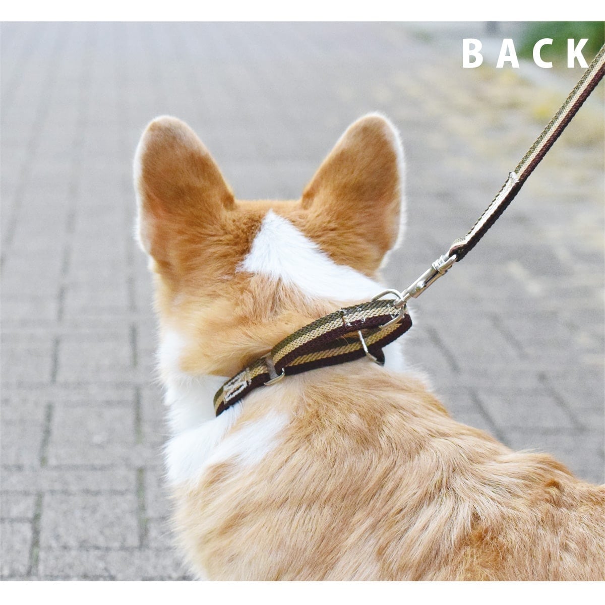 ASHU ���� �ȥꥳ������ ��������쥹 �ϡ��ե��硼�� M���������淿����