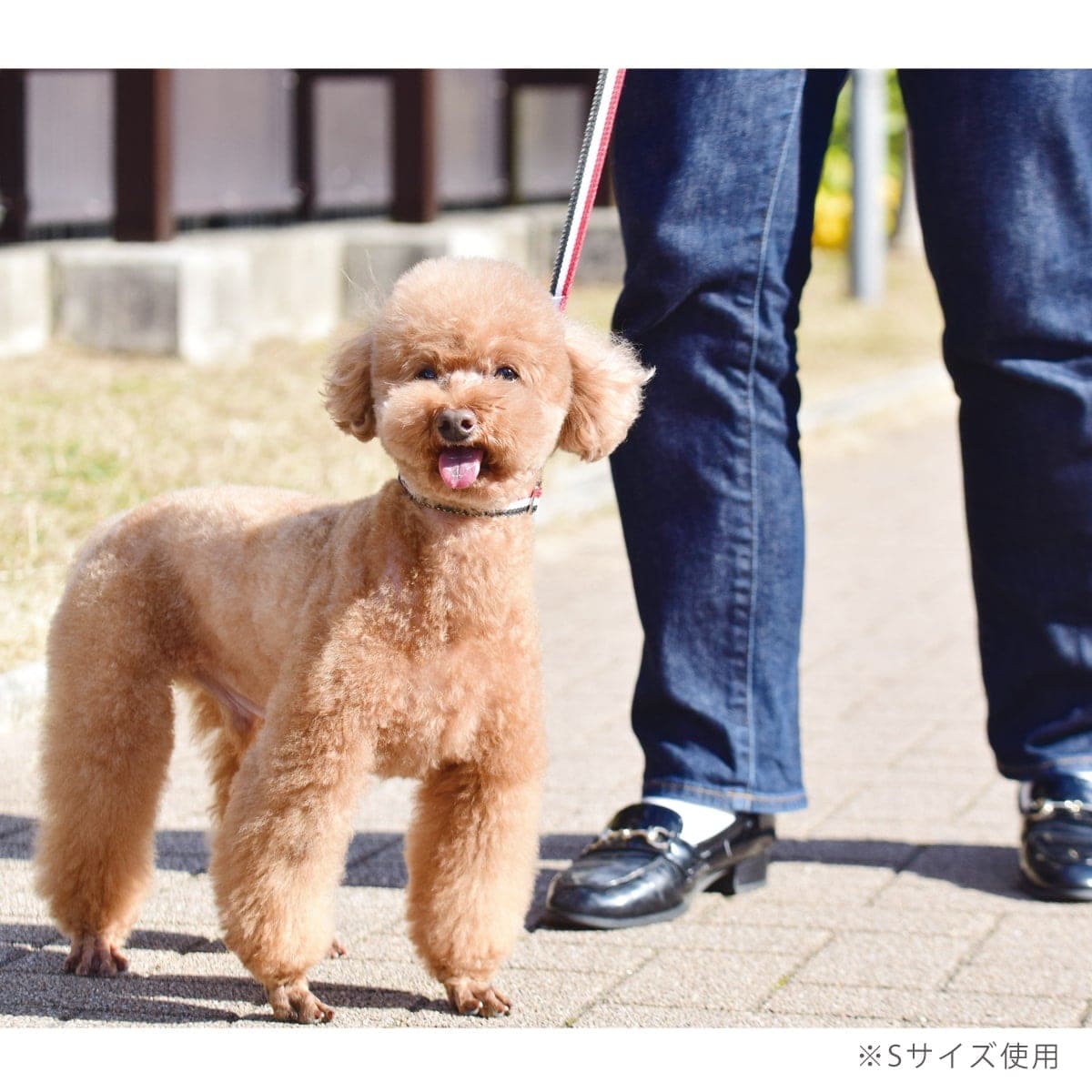 ASHU ���� �ȥꥳ������ ��������쥹 �ϡ��ե��硼�� M���������淿����