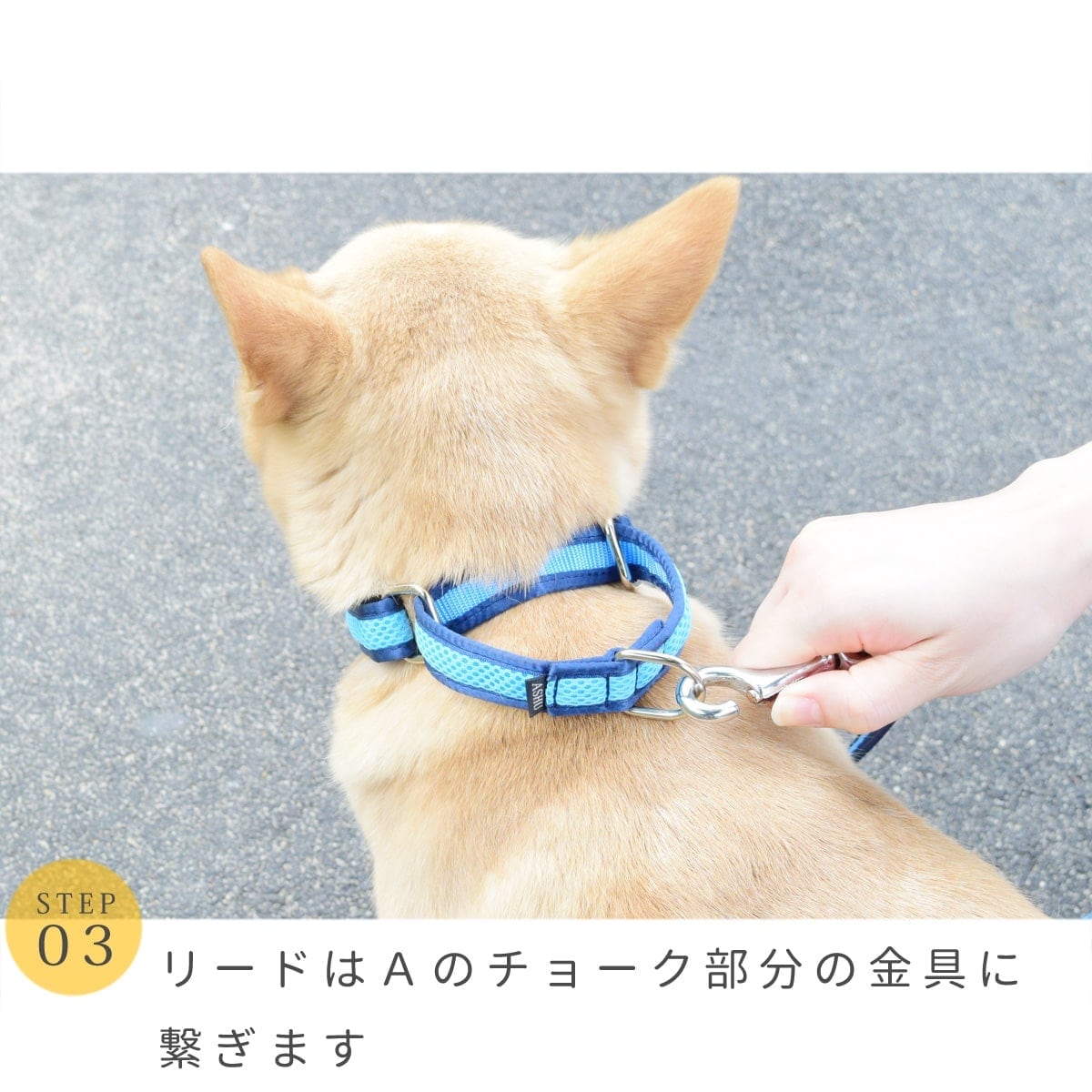 ASHU ���� �ȥꥳ������ ��������쥹 �ϡ��ե��硼�� M���������淿����