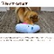 ���Ѥ�����㡡�������Ƥ��ߤ��ߤ��ˤޤ롡�ڥΡ�������� �ΰ餪�����