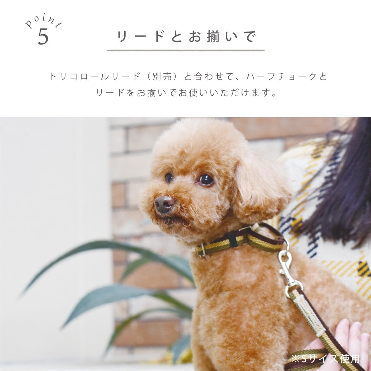 ASHU ���� �ȥꥳ������ ��������쥹 �ϡ��ե��硼�� L������ �緿����