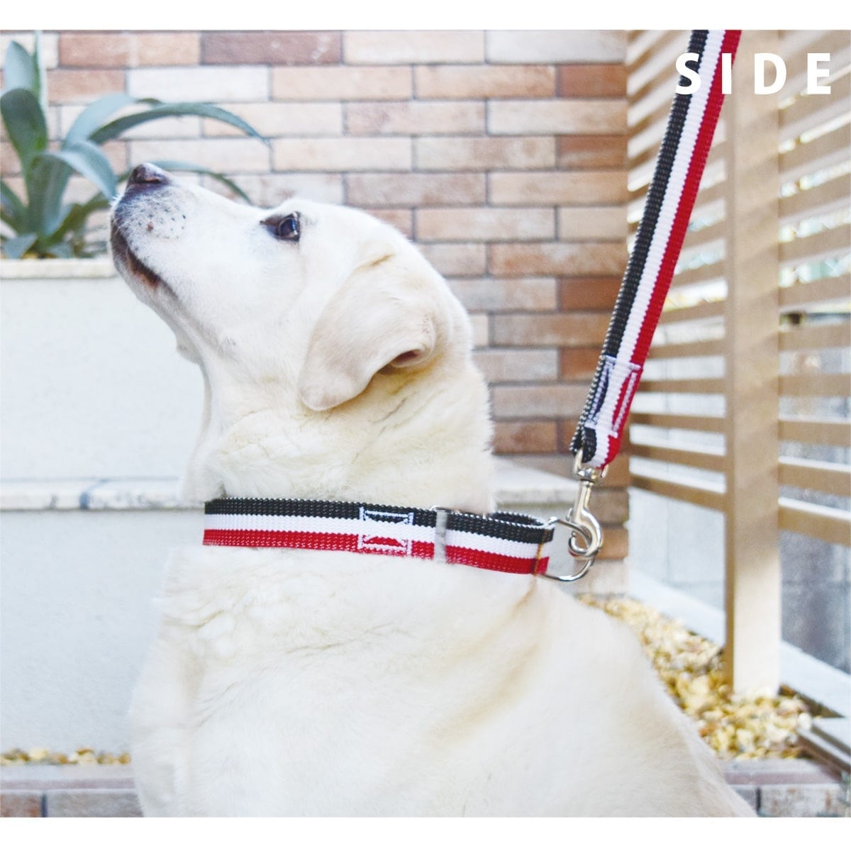 ASHU ���� �ȥꥳ������ ��������쥹 �ϡ��ե��硼�� L������ �緿����