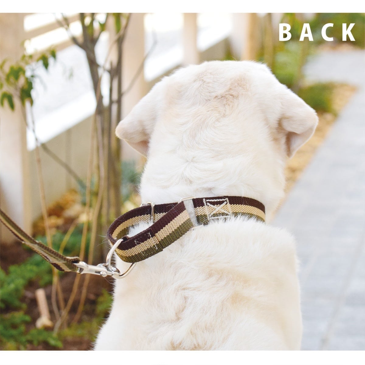 ASHU ���� �ȥꥳ������ ��������쥹 �ϡ��ե��硼�� L������ �緿����