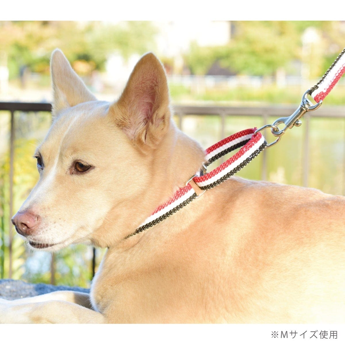 ASHU ���� �ȥꥳ������ ��������쥹 �ϡ��ե��硼�� L������ �緿����