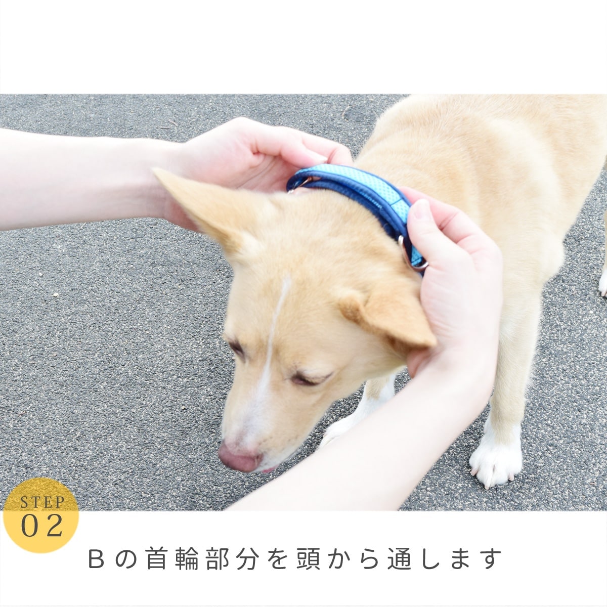 ASHU ���� �ȥꥳ������ ��������쥹 �ϡ��ե��硼�� L������ �緿����