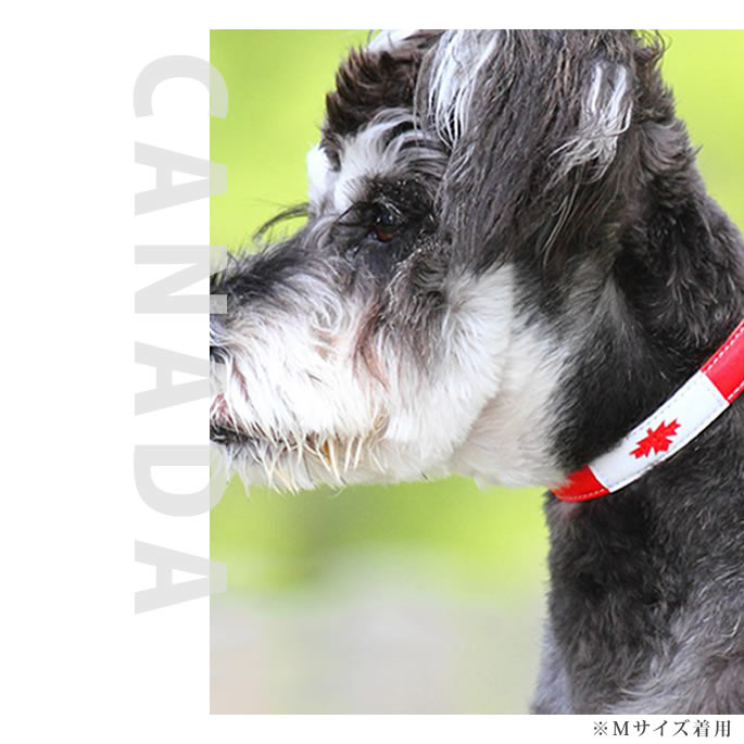 超小型犬用首輪｜ASHU ワールド カラー SSサイズ｜ドッグフードの通販