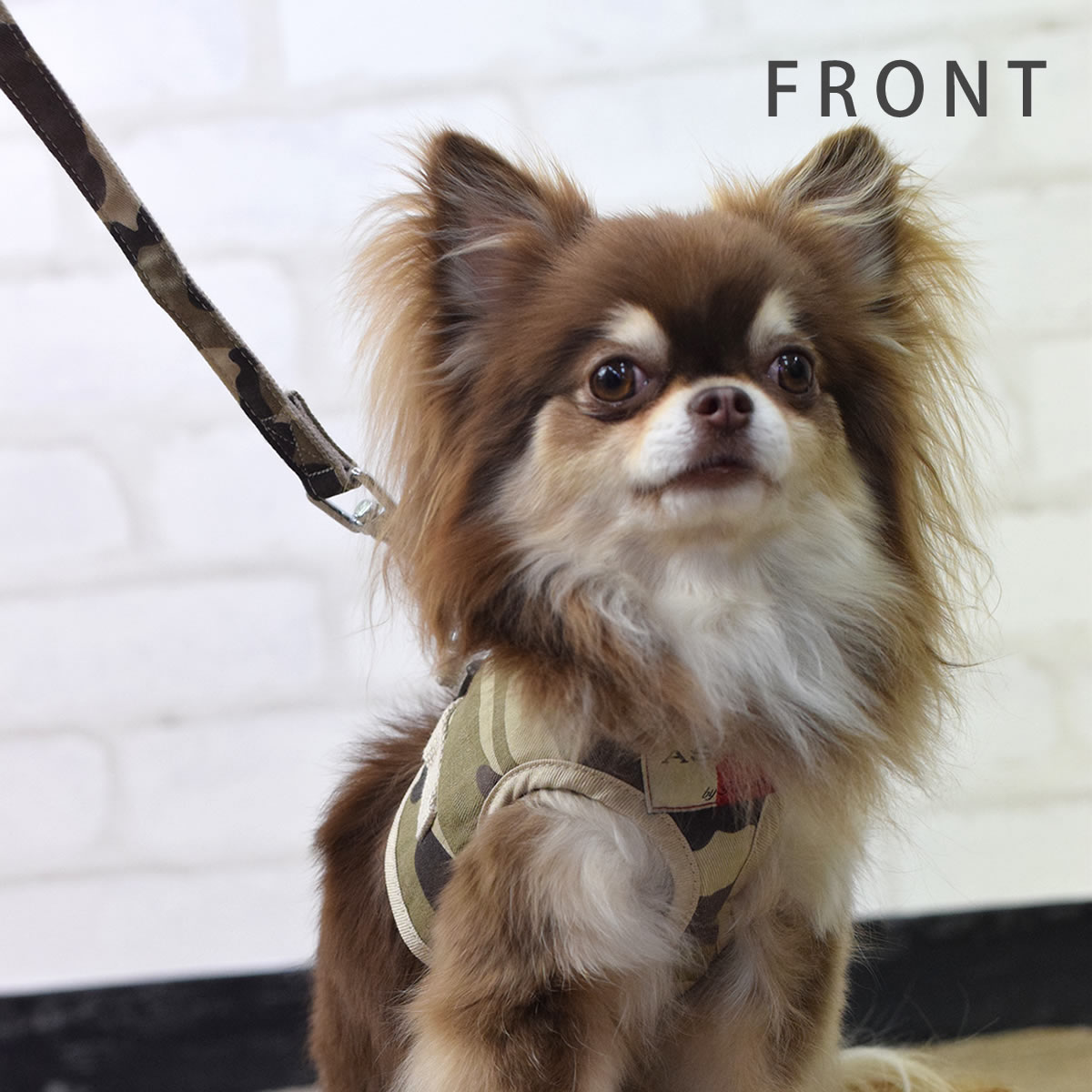 ѥϡͥASHUϡͥº̡åȡSS