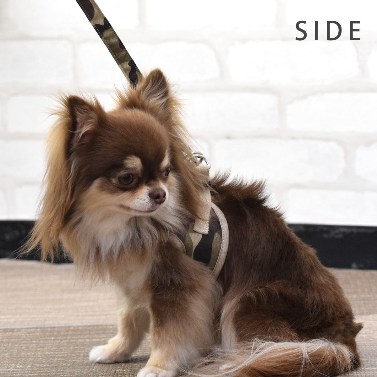 ѥϡͥASHUϡͥº̡åȡSS