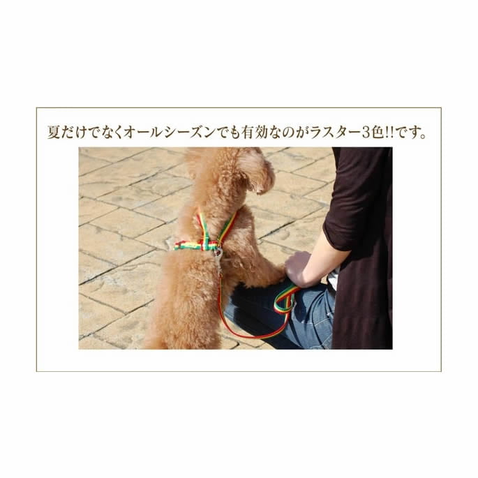 ���ѥ꡼�ɡ�ASHU���饹�������꡼�ɡ����������淿����