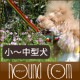 ���ѥ꡼�ɡ�ASHU���饹�������꡼�ɡ����������淿����