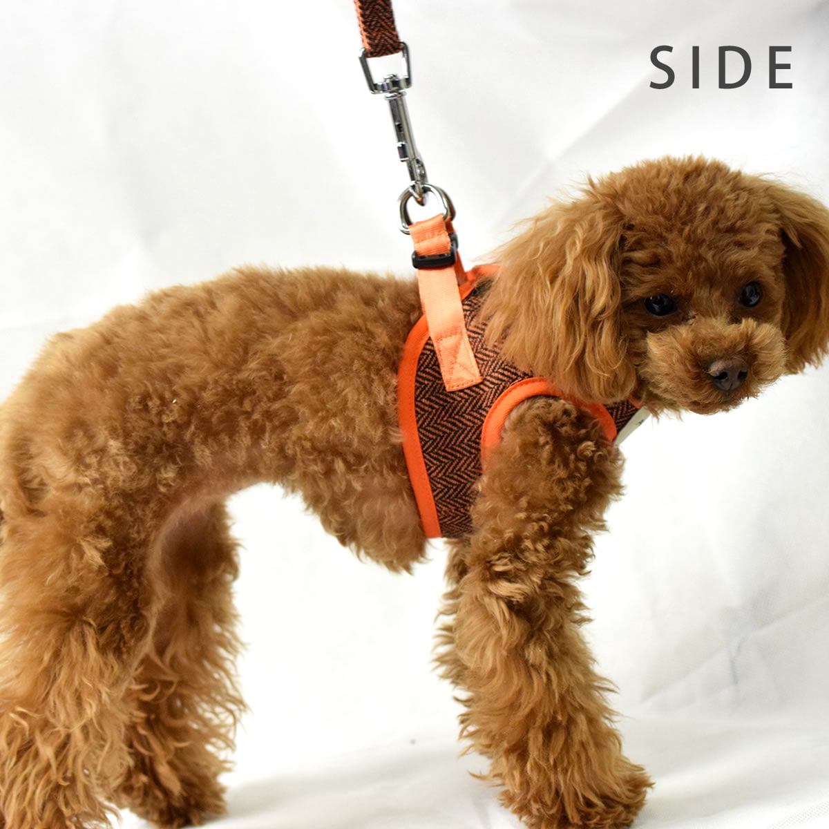 ASHUϡͥ ⡼ɥå SS()