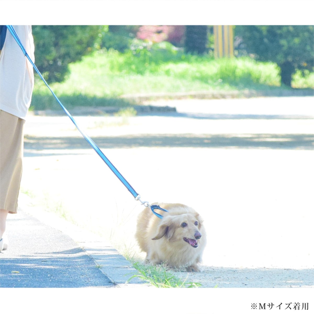 ASHU ���� ��������쥹 �ϡ��ե��硼��   �ץ�ߥ����顼 S����������������