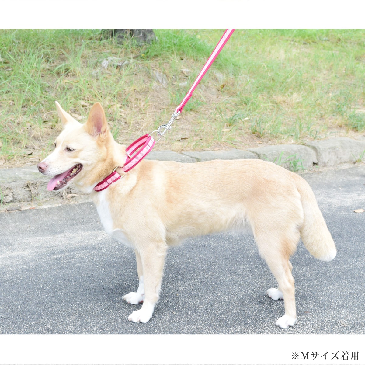 ASHU ���� ��������쥹 �ϡ��ե��硼��   �ץ�ߥ����顼 S����������������