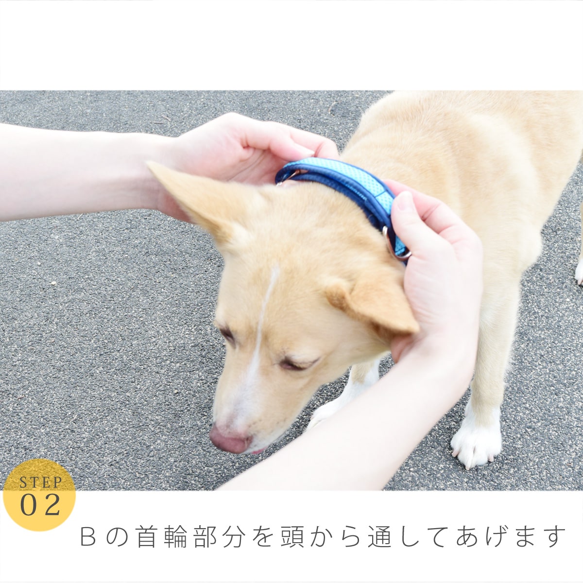 ASHU ���� ��������쥹 �ϡ��ե��硼��   �ץ�ߥ����顼 S����������������