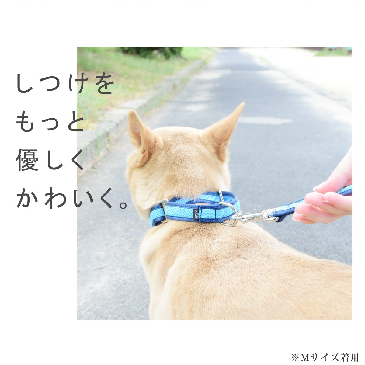 ASHU ���� ��������쥹 �ϡ��ե��硼��   �ץ�ߥ����顼 S����������������