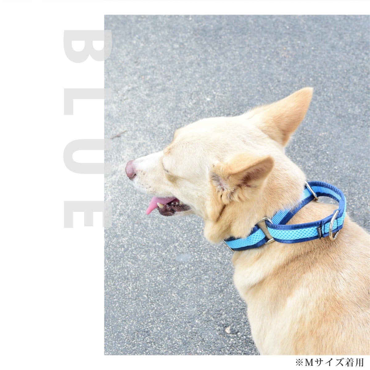 ASHU ���� ��������쥹 �ϡ��ե��硼��   �ץ�ߥ����顼 S����������������