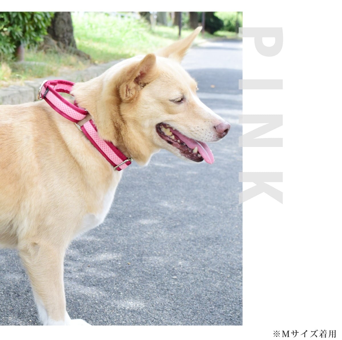 ASHU ���� ��������쥹 �ϡ��ե��硼��   �ץ�ߥ����顼 S����������������