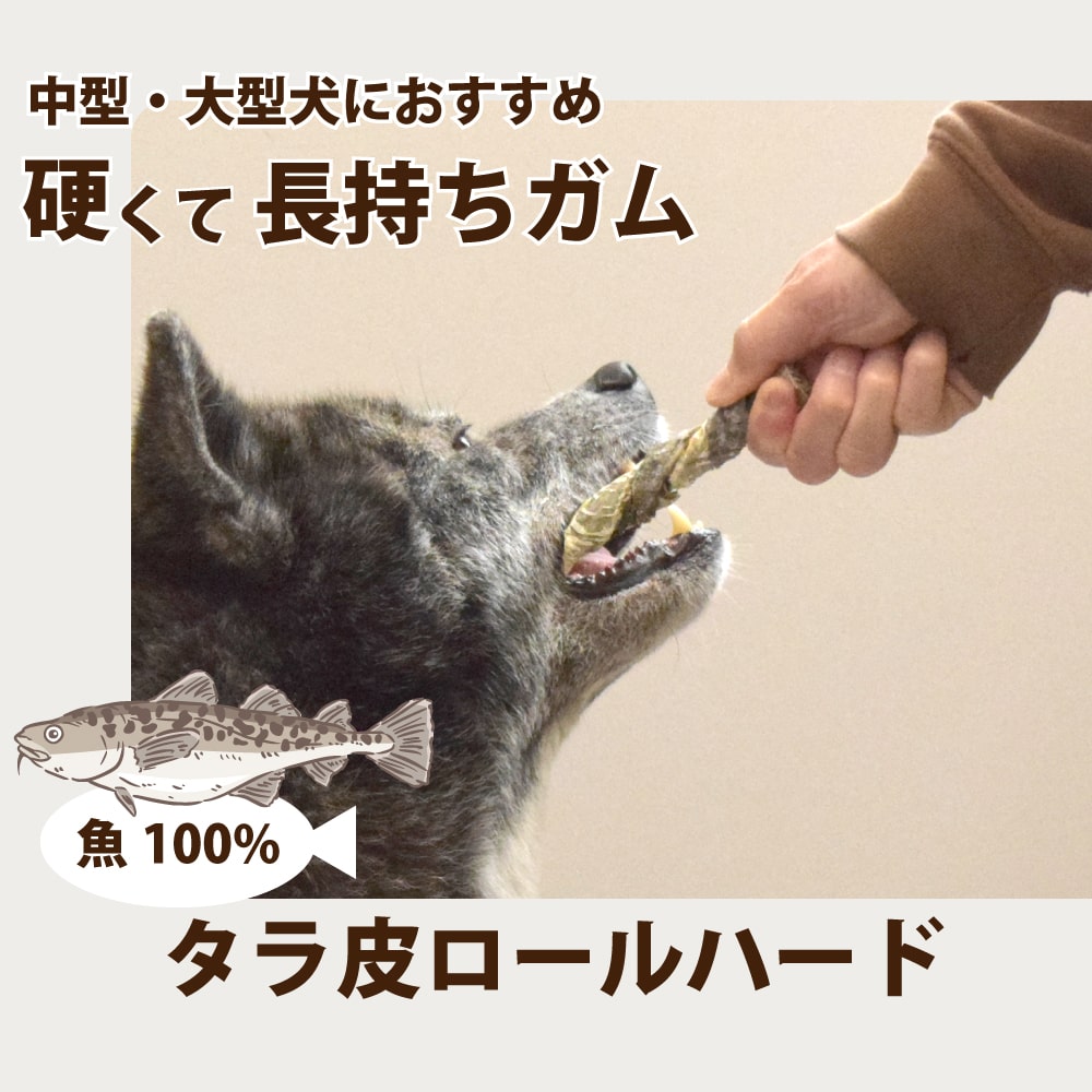 �淿�����緿���ѥ��� �����������ϡ��ɡ�1�ޤ�����5������