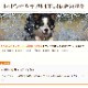  BONE 1.1kgꡡ̵ ѥåȯ۹οʲաɡa0243