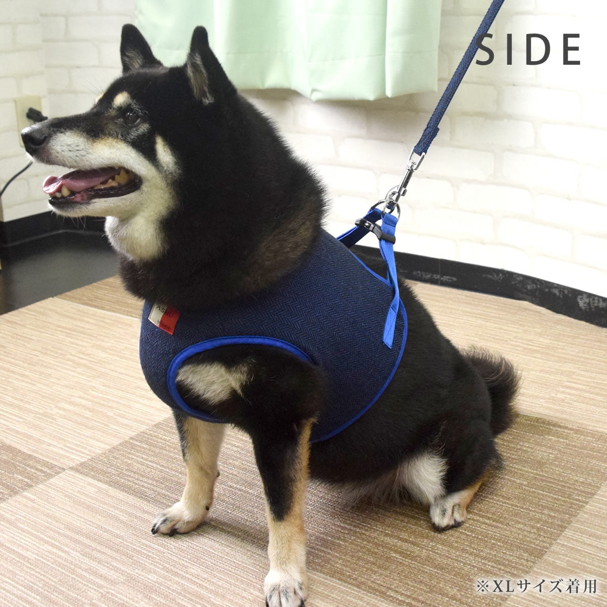 ASHUϡͥ ⡼ɥå LL(淿)