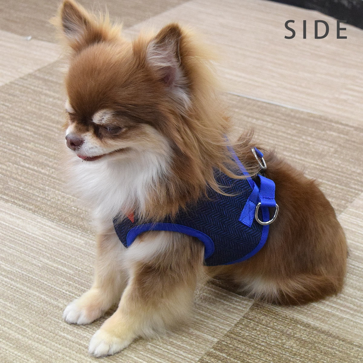 ASHUϡͥ ⡼ S()ڥ꡼ɤ