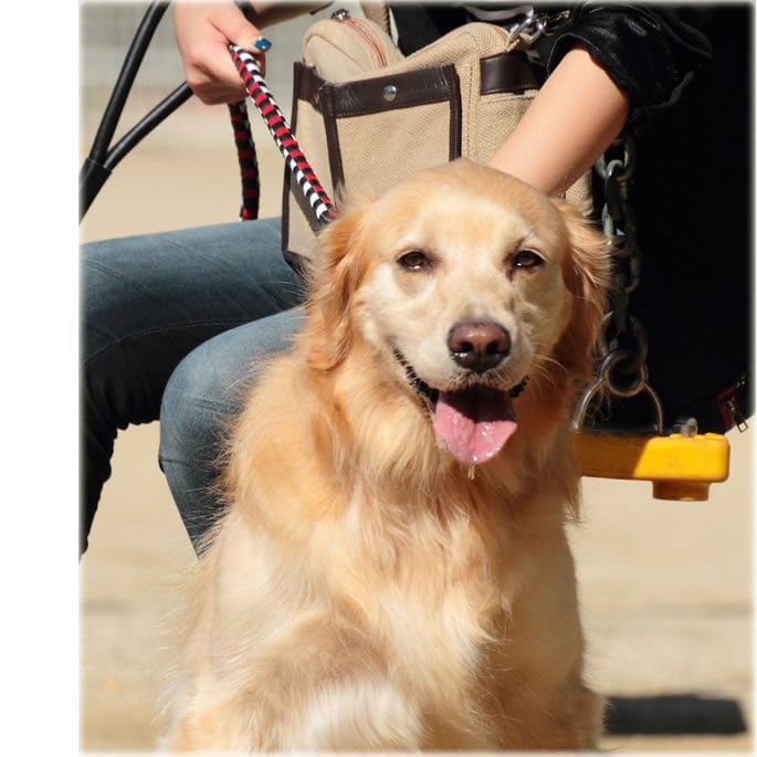 緿ѥ꡼ɡASHUԥå[꡼]