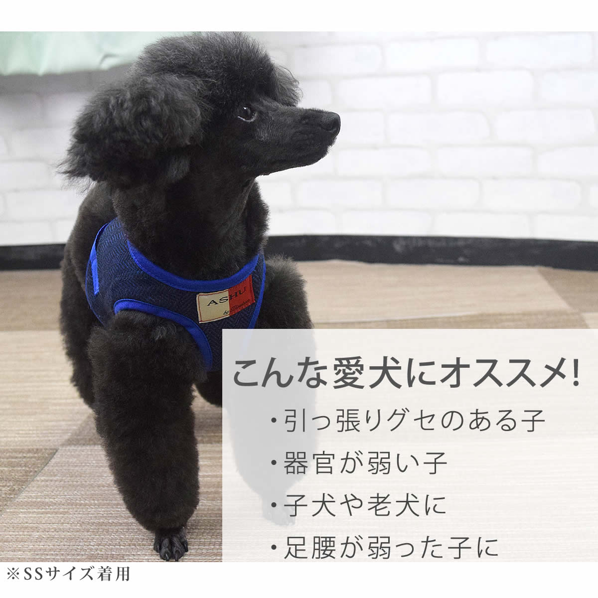 ASHUϡͥ ⡼ M()ڥ꡼ɤ